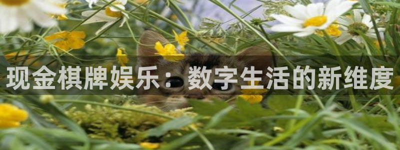 壹号大舞台怎么注册：现金棋牌娱乐：数字生活的新维度