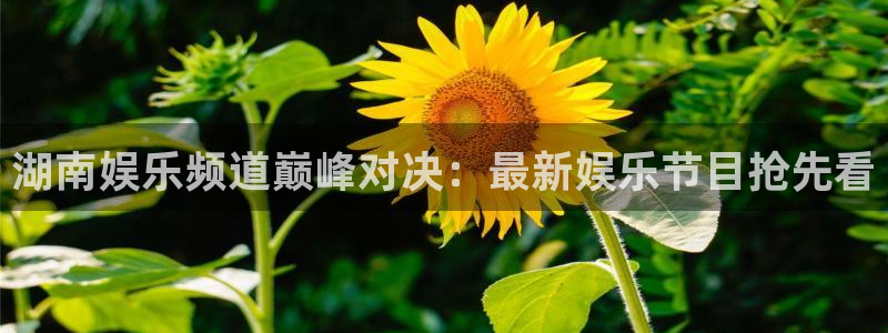 壹号大舞台怎么注册：湖南娱乐频道巅峰对决：最新娱乐节目抢先看